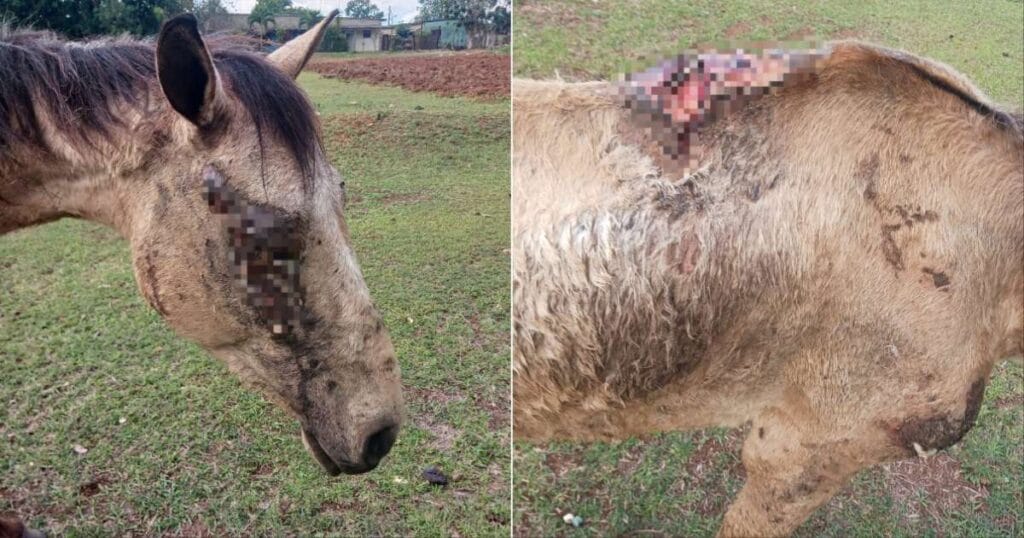 Más denuncias por maltrato animal en Cuba 6 Más denuncias por maltrato animal en Cuba