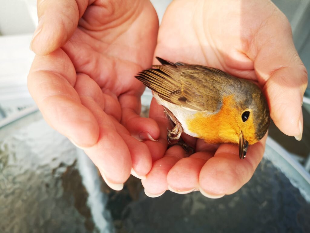 LA ARQUITECTURA Y LA ARMONÍA CON LA NATURALEZA
