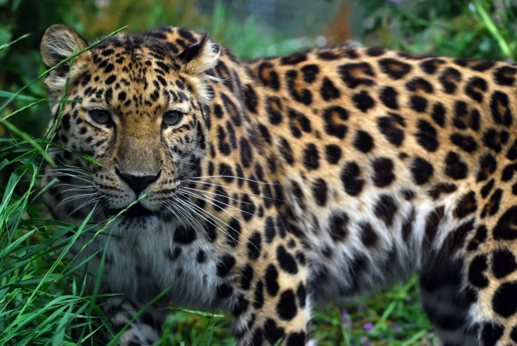 EL FELINO MÁS RARO QUE EXISTE