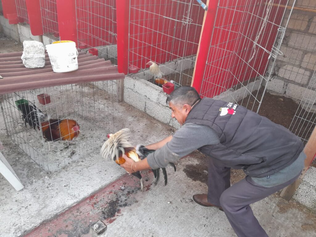 LA 'GALLO-CULTURA' SIGUE VIVA EN MÉXICO