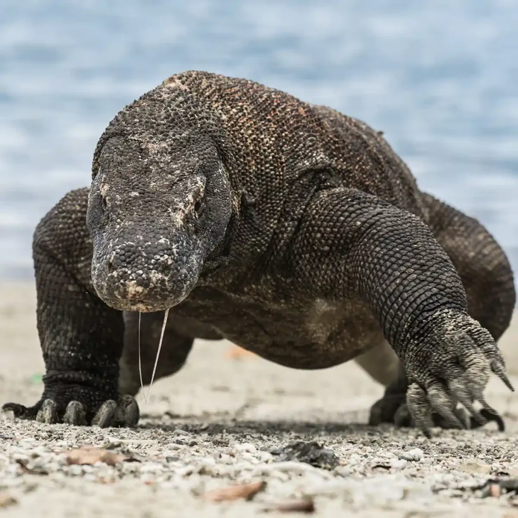 LA SORPRENDENTE ARMADURA DEL DRAGÓN DE KOMODO