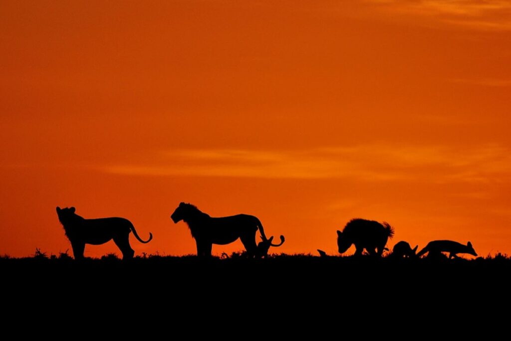 ¿CUÁL ES EL ANIMAL QUE MÁS MIEDO DEPIERTA EN LA SABANA AFRICANA?