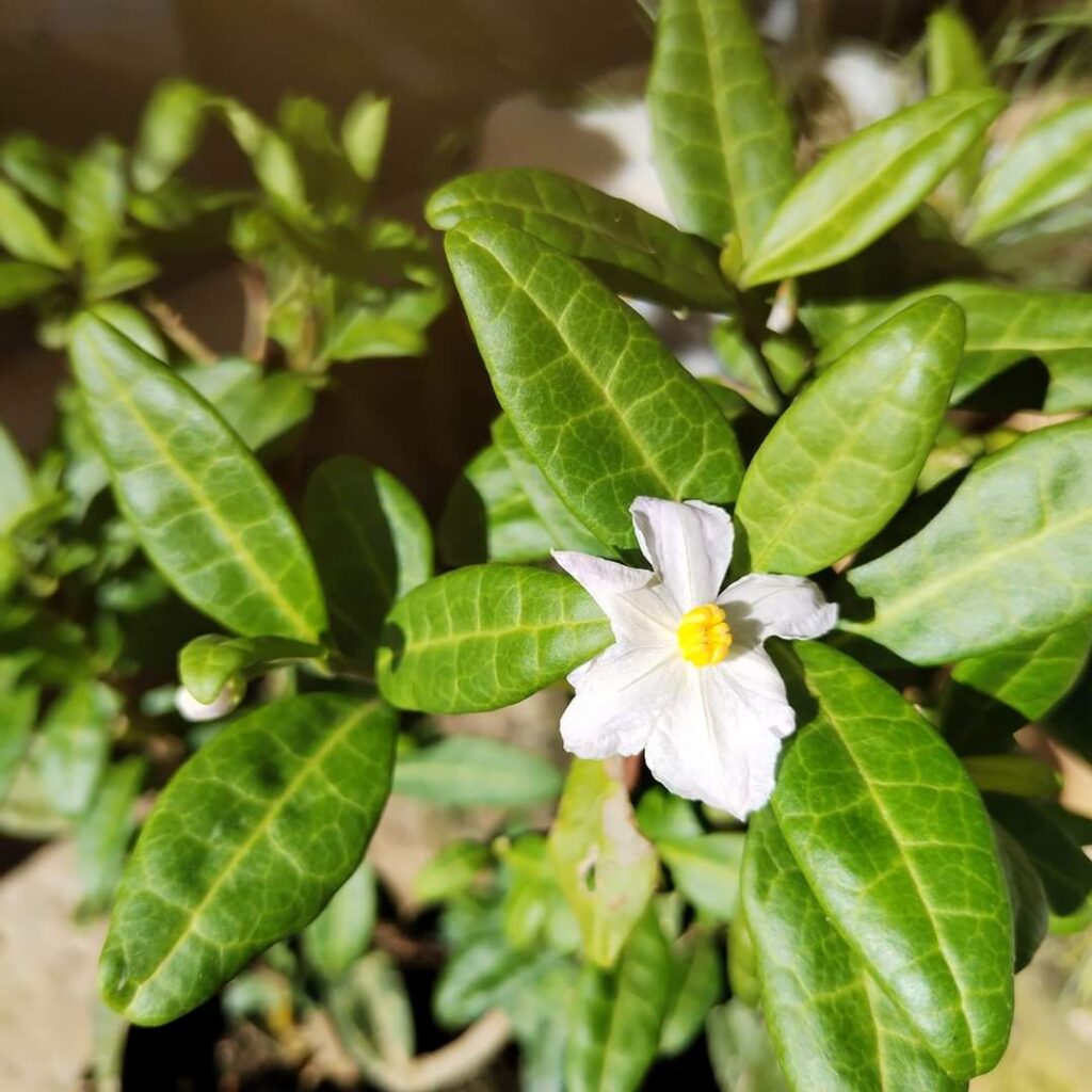 GABRIELA (LOS HIJOS...)