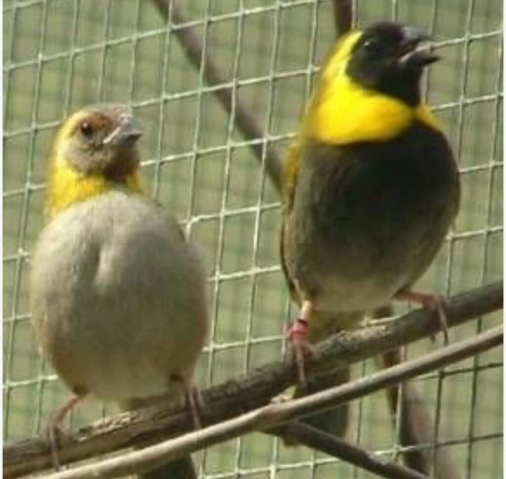 EL TOMEGUÍN BIZCO 4 EL TOMEGUÍN BIZCO