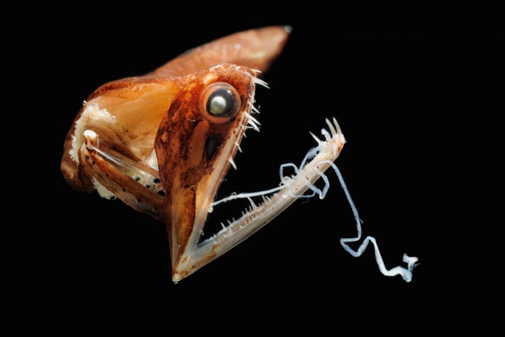 DESCUBREN MÁS DE 100 ESPECIES CON ASPECTO DE ALIEN EN UNA ENORME MONTAÑA SUBMARINA