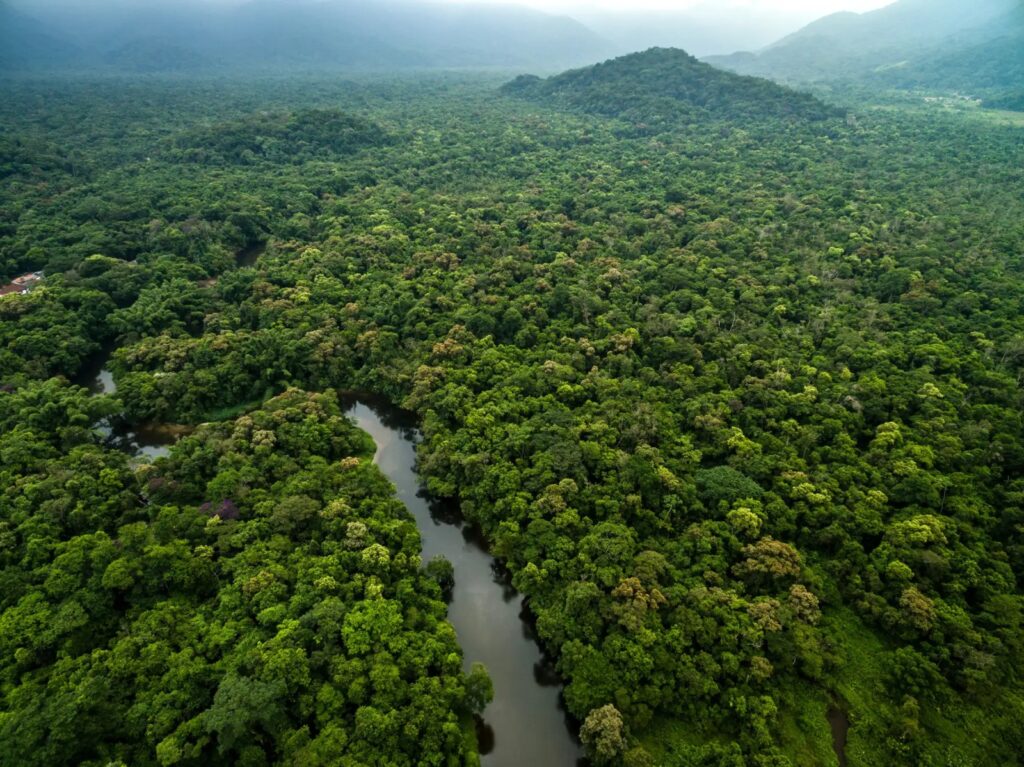 LA MITAD DE LA SELVA AMAZÓNICA DESAPARECERÁ PARA 2050