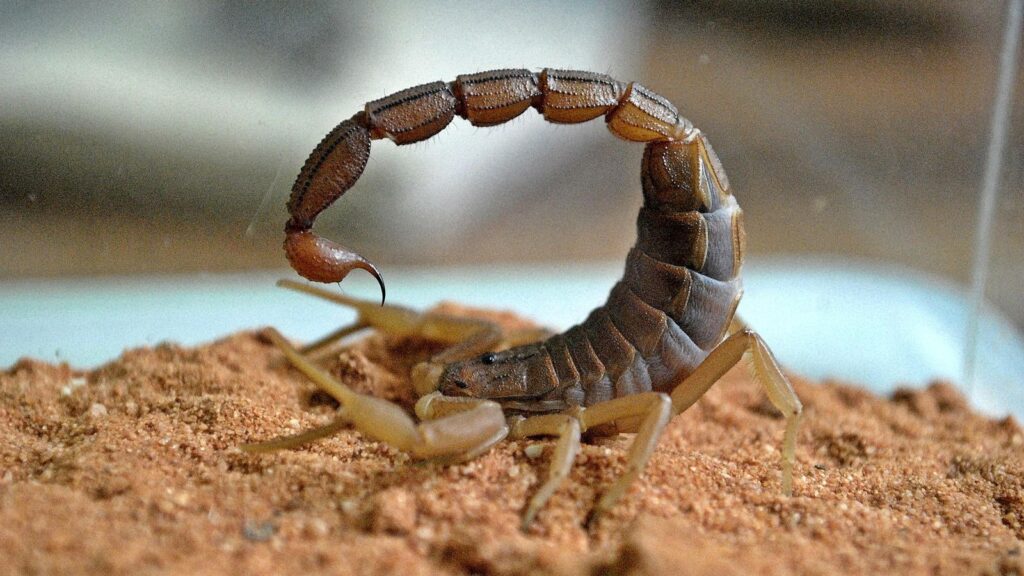 LOS ANIMALES MÁS VENENOSOS DEL MUNDO