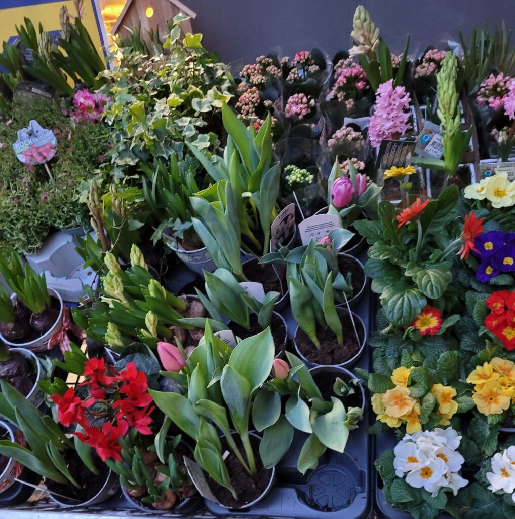 DE NARIZ, DE TORMENTAS Y FLORES...
