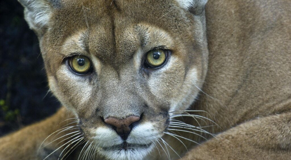 UN PUMA MATA A UN HOMBRE Y HIERE A SU HERMANO EN UN RARO ATAQUE FATAL EN CALIFORNIA