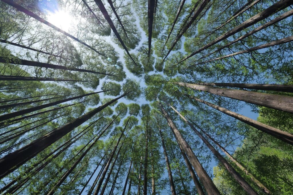 DÍA MUNDIAL DE LOS BOSQUES: INNOVACIÓN, MEJOR GESTIÓN FORESTAL