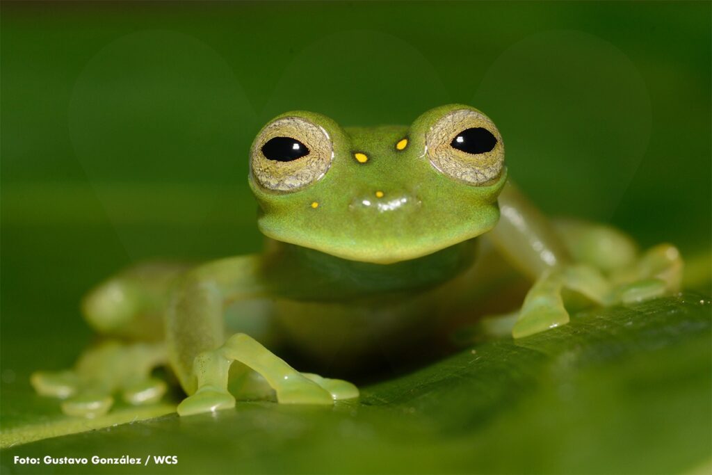 ¿CUÁL FUE EL PRIMER ANIMAL QUE TUVO PELO?
