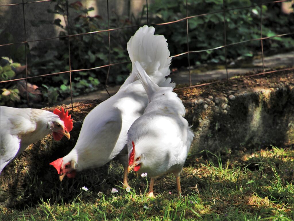 GALLINAS