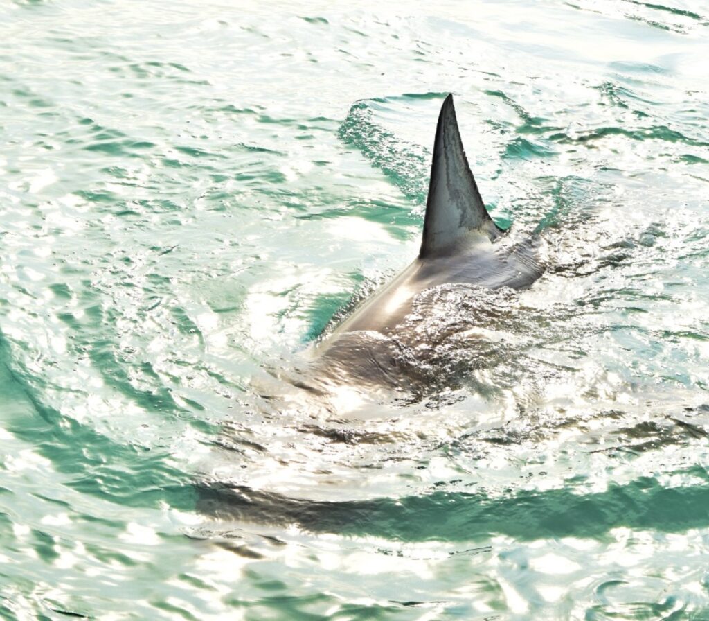 MUERE UN HOMBRE POR ATAQUE DE UN TIBURÓN EN EL NORESTE DE AUSTRALIA