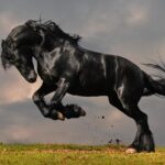 BUCÉFALO, EL CABALLO MÁS FAMOSO DE LA HISTORIA