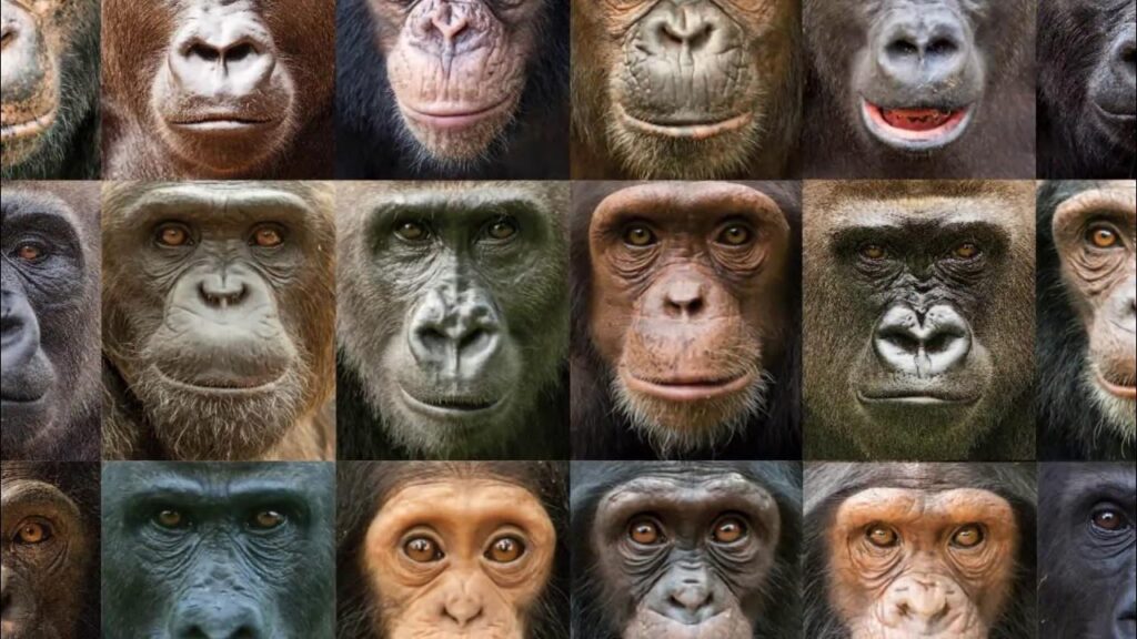 LAS ESPECIES PIERDEN DIVERSIDAD GENÉTICA, SEGÚN UN ESTUDIO DE LAS ÚLTIMAS TRES DÉCADAS