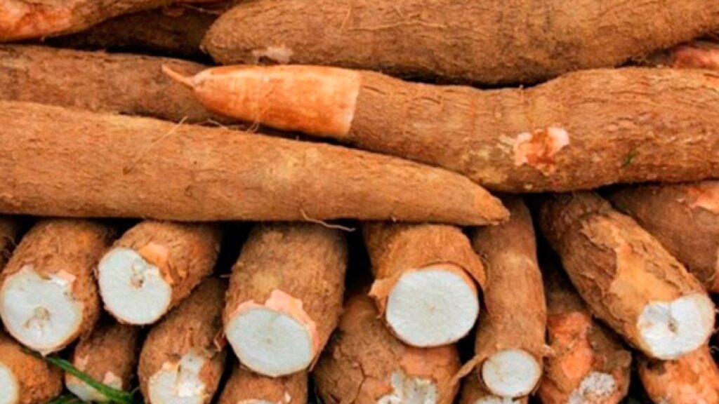 LA YUCA "SEDA" NUNCA SE ABLANDÓ