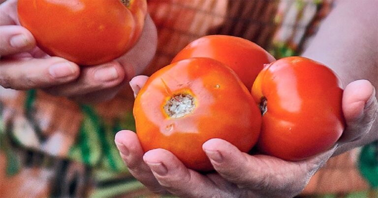 En la foto, unas manos con tomates