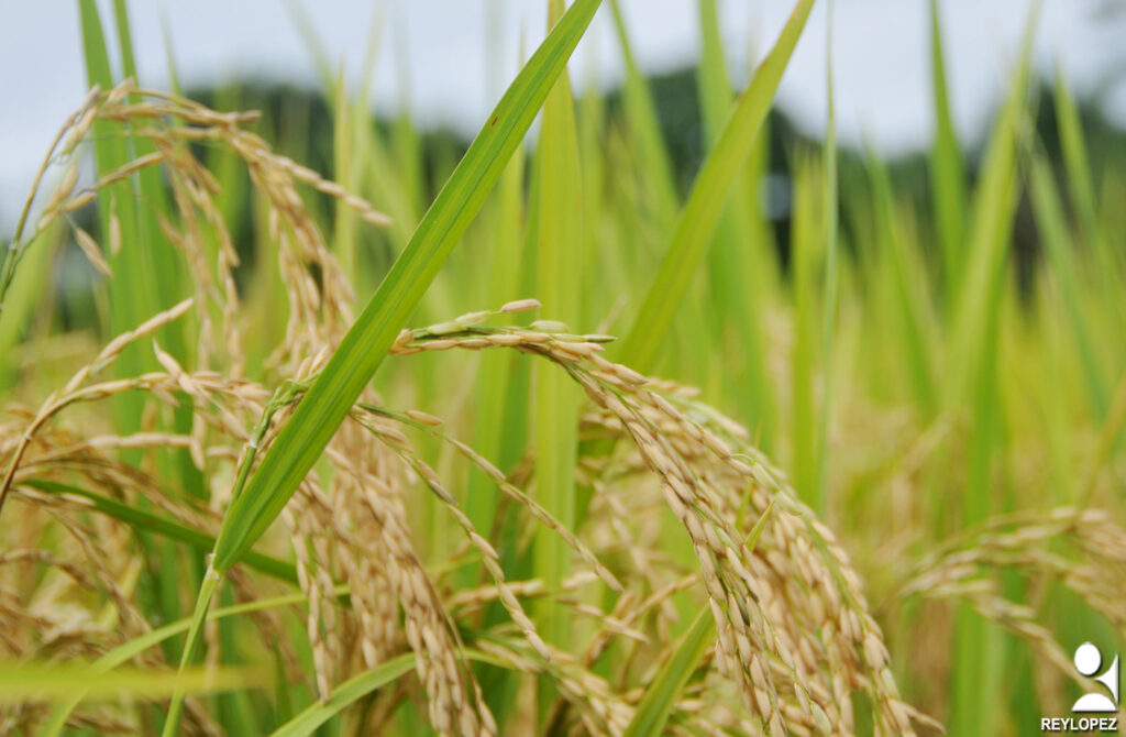 EL ARROZ EN CUBA 7 EL ARROZ EN CUBA