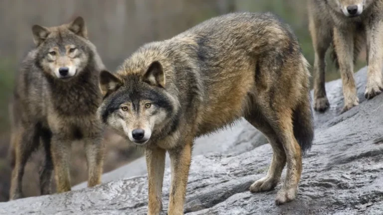 En la foto se ven unos lobos en una ladera