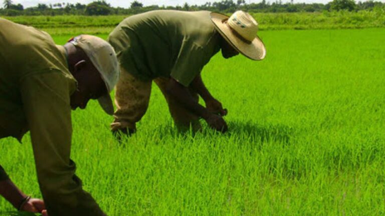 En la foto se ve a dos hombres que trabajan en una plantación de arroz