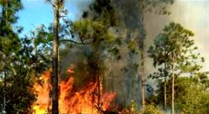 En la foto se observan plantas de coníferas incendiadas