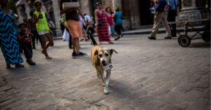 En la imagen se ve un perro callejero y unas personas detrás