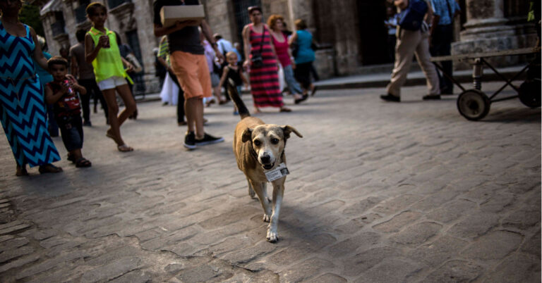 En la imagen se ve un perro callejero y unas personas detrás