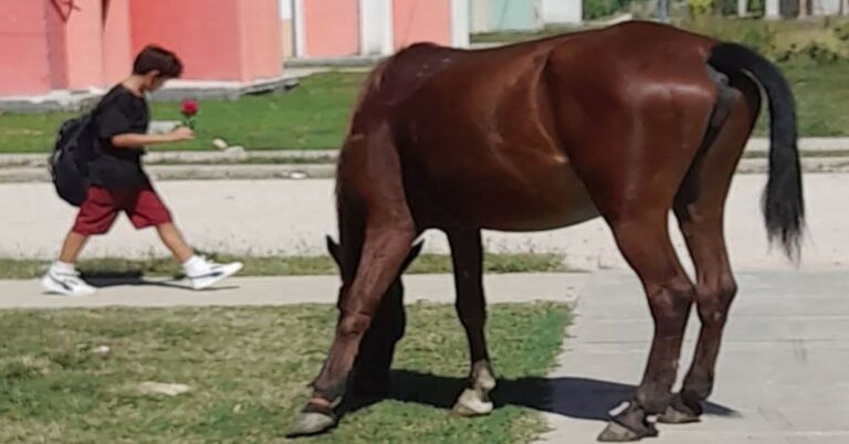En la foto, un niño con una flor, y un caballo pastando