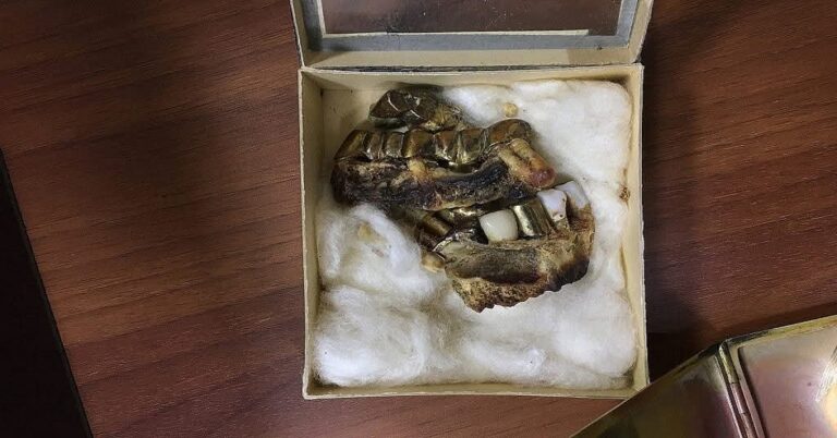 En la foto, la dentadura de Hittler, que quedó en poder de los soviéticos