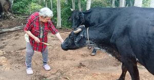 En la foto, la madre de los hermanos Ruiz Urquiola con sus vacas