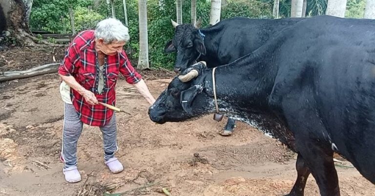 En la foto, la madre de los hermanos Ruiz Urquiola con sus vacas