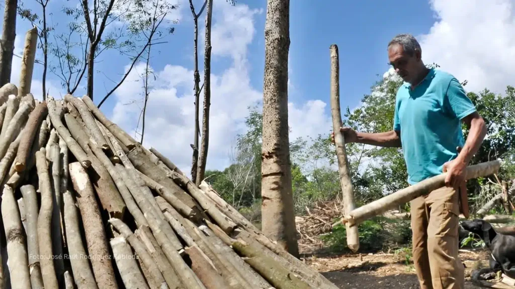 NI STEVENSON LO NOQUEÓ Y AHORA SOBREVIVE HACIENDO CARBÓN
