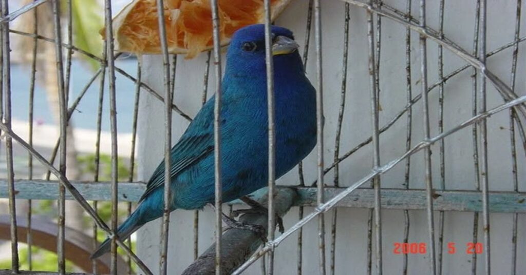 EL AZULEJO NO ENTENDIÓ QUE ERA LIBRE