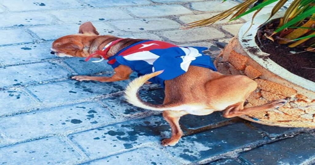 MEAR Y DISPONER DEL PAÍS A SUS ANTOJOS