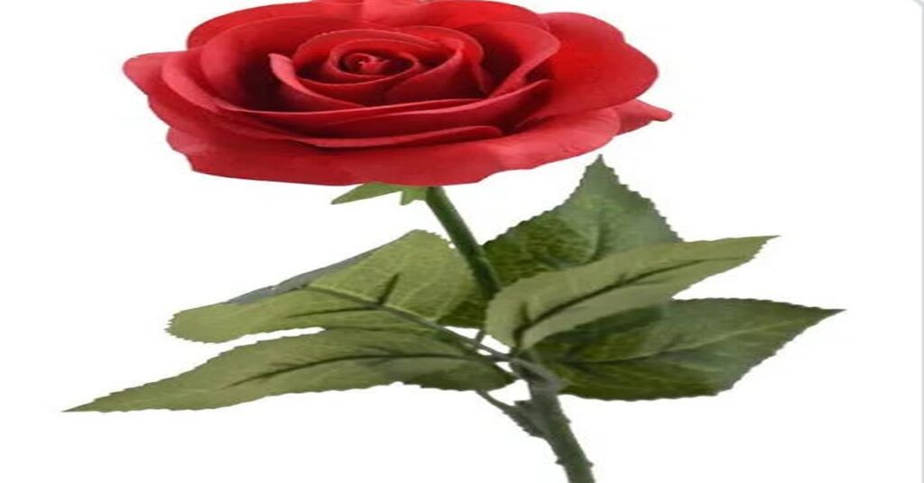 LA ROSA DE ANA MARÍA 4 LA ROSA DE ANA MARÍA