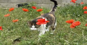 En la foto, un gato camina entre unas flores