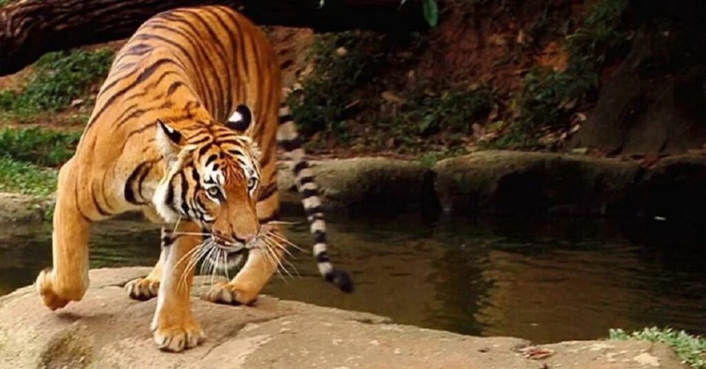 En la foto, un tigre malayo