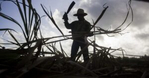 En la foto, la silueta de un cortador de caña