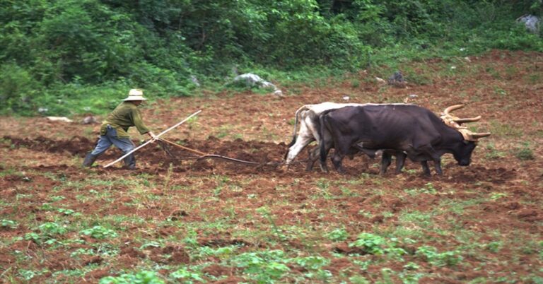En la foto, un campesino cubano labra la tierra con bueyes