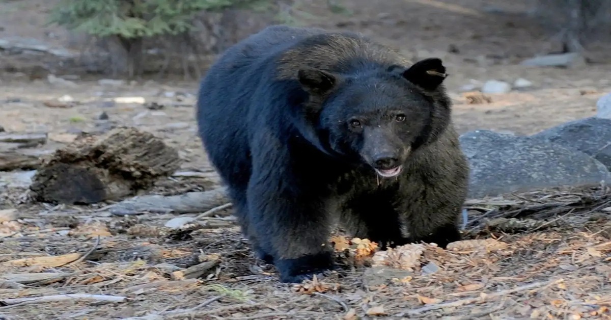 En la foto, un oso negro