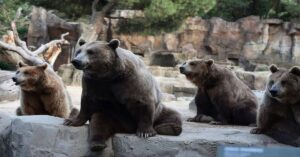 En la foto, un grupo de osos