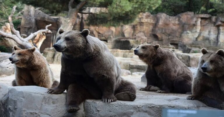 En la foto, un grupo de osos