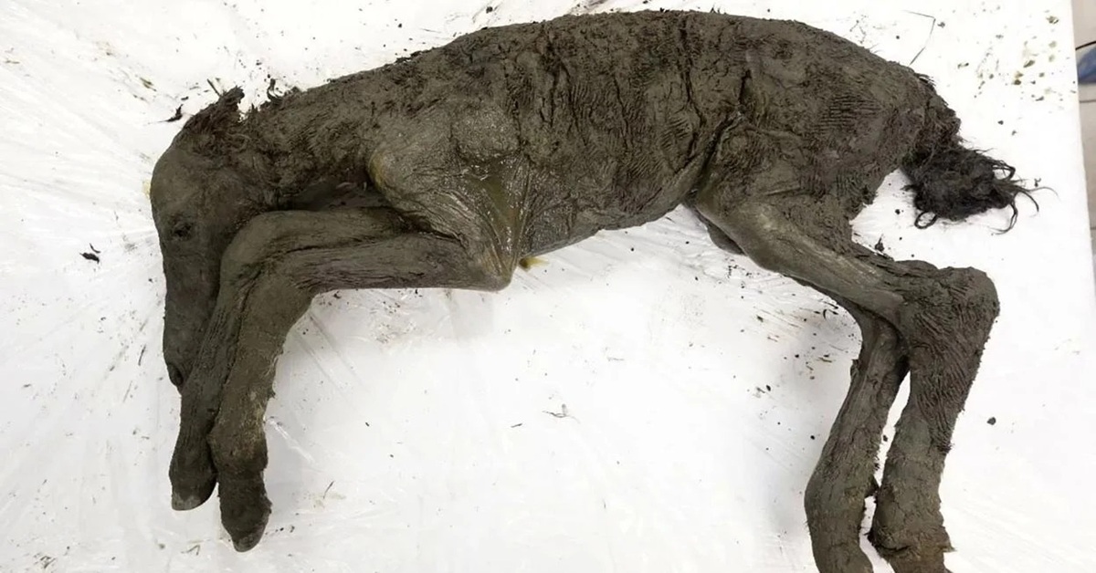 En la foto, el potro encontrado en Siberia tras 42 mil años en el hielo