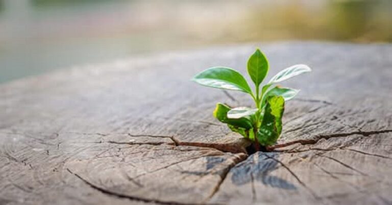 En la foto, un arbol nace