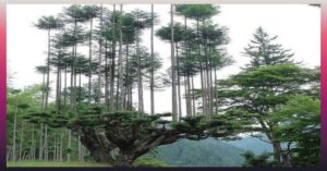 En la foto, el Daisugi, la forma ancestral de cultivar madera en Japón