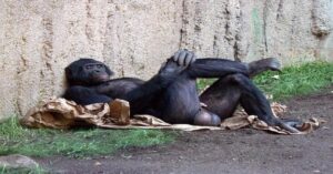 En la foto, un mono acostado, con los testículos al aire