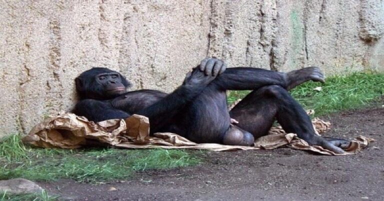 En la foto, un mono acostado, con los testículos al aire