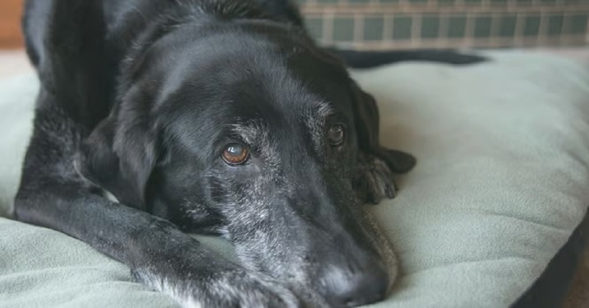 En la foto, un perro anciano