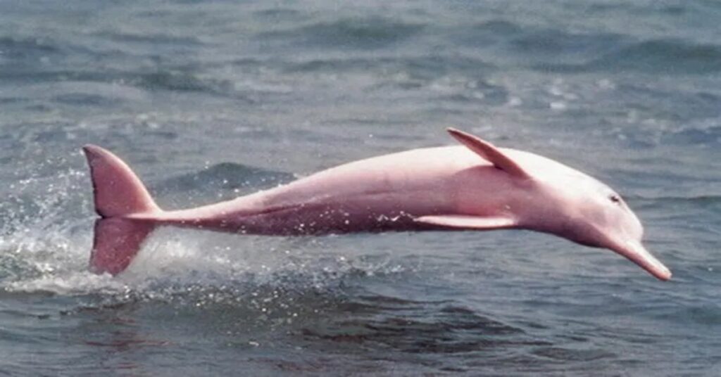 En la foto, bufeos -delfines rosados- bolivanos
