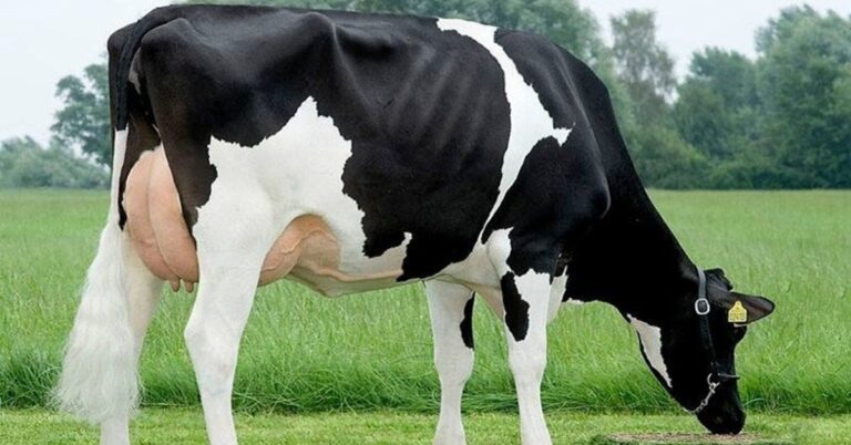 En la foto, una vaca holstein